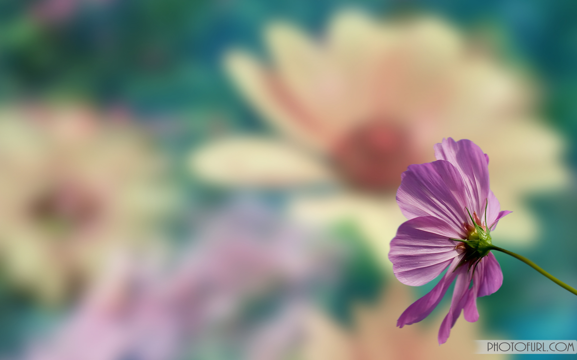 Flower Screen Puter Laptops Background Beautiful Colorful Flowers