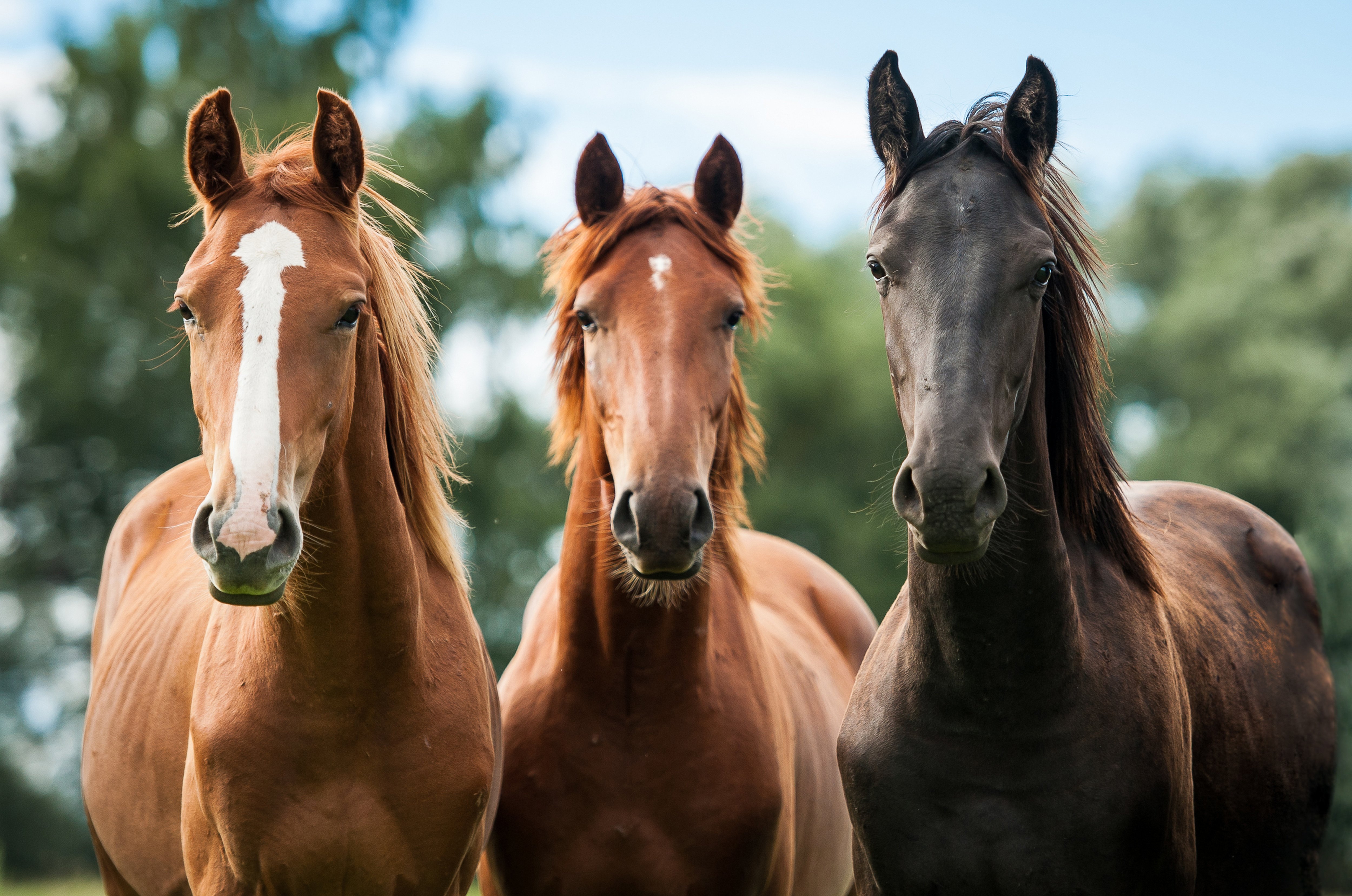 Three majestic horses standing in a field, a chestnut horse with a white blaze, a chestnut horse, and a dark bay or black horse