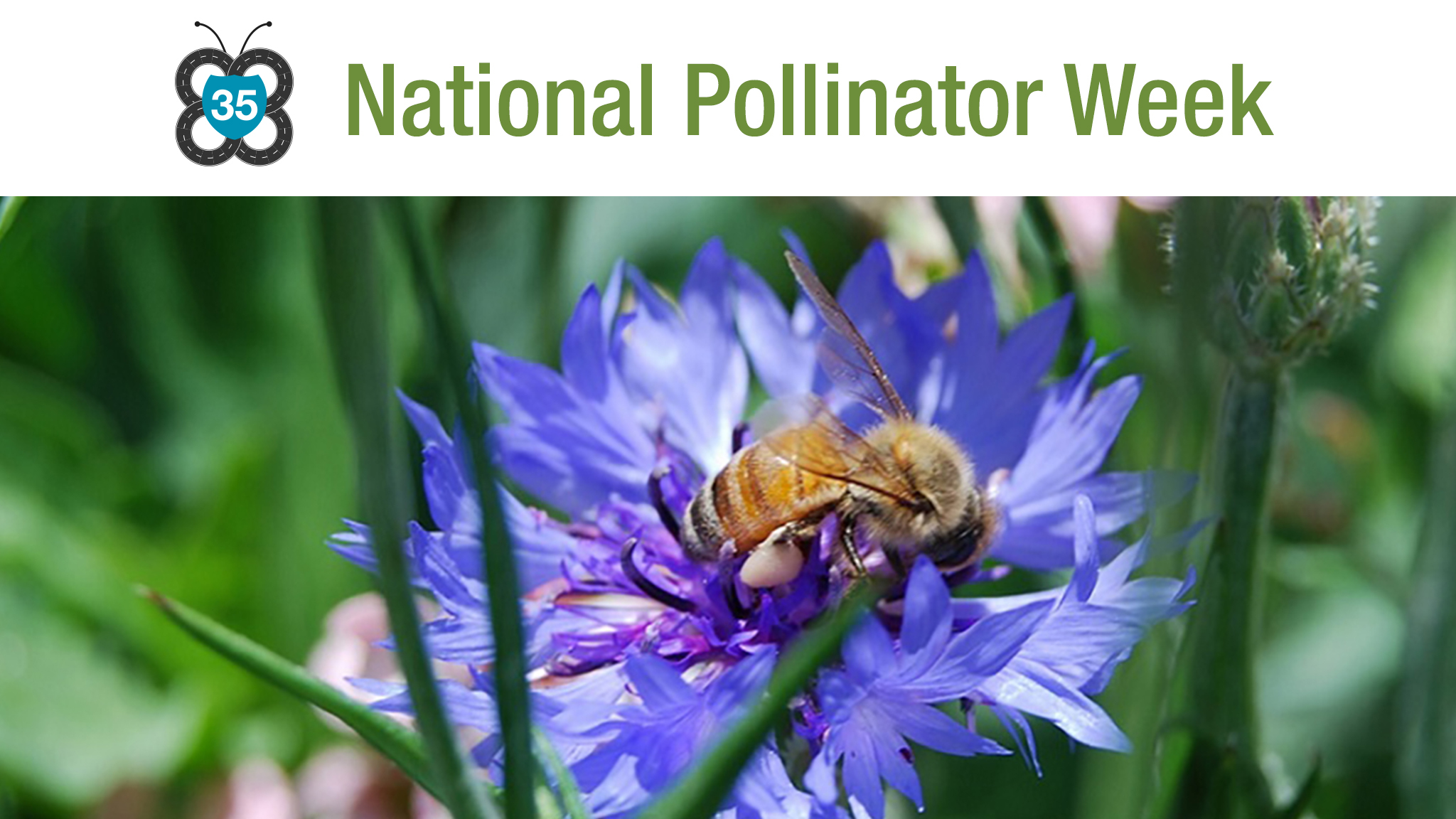 Syngenta Hits The Road To Memorate National Pollinator Week