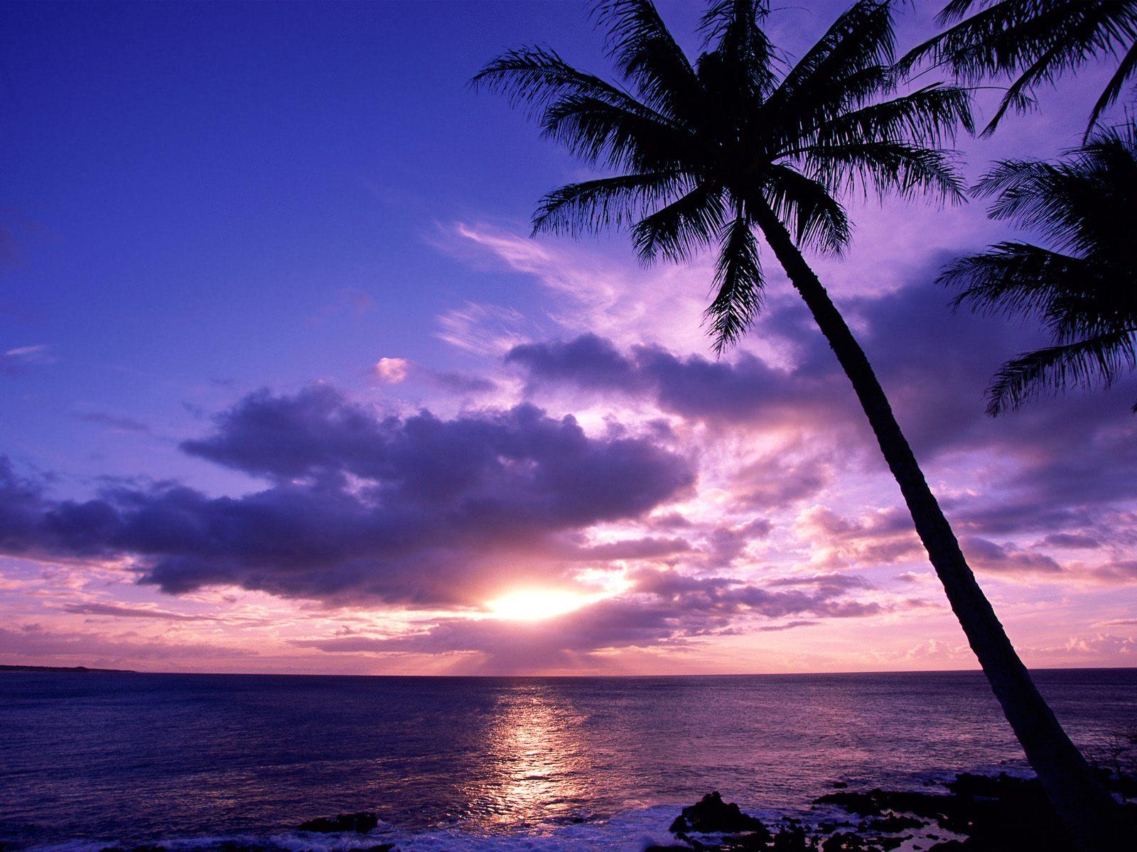 Palm Tree Desktop Wallpaper Group