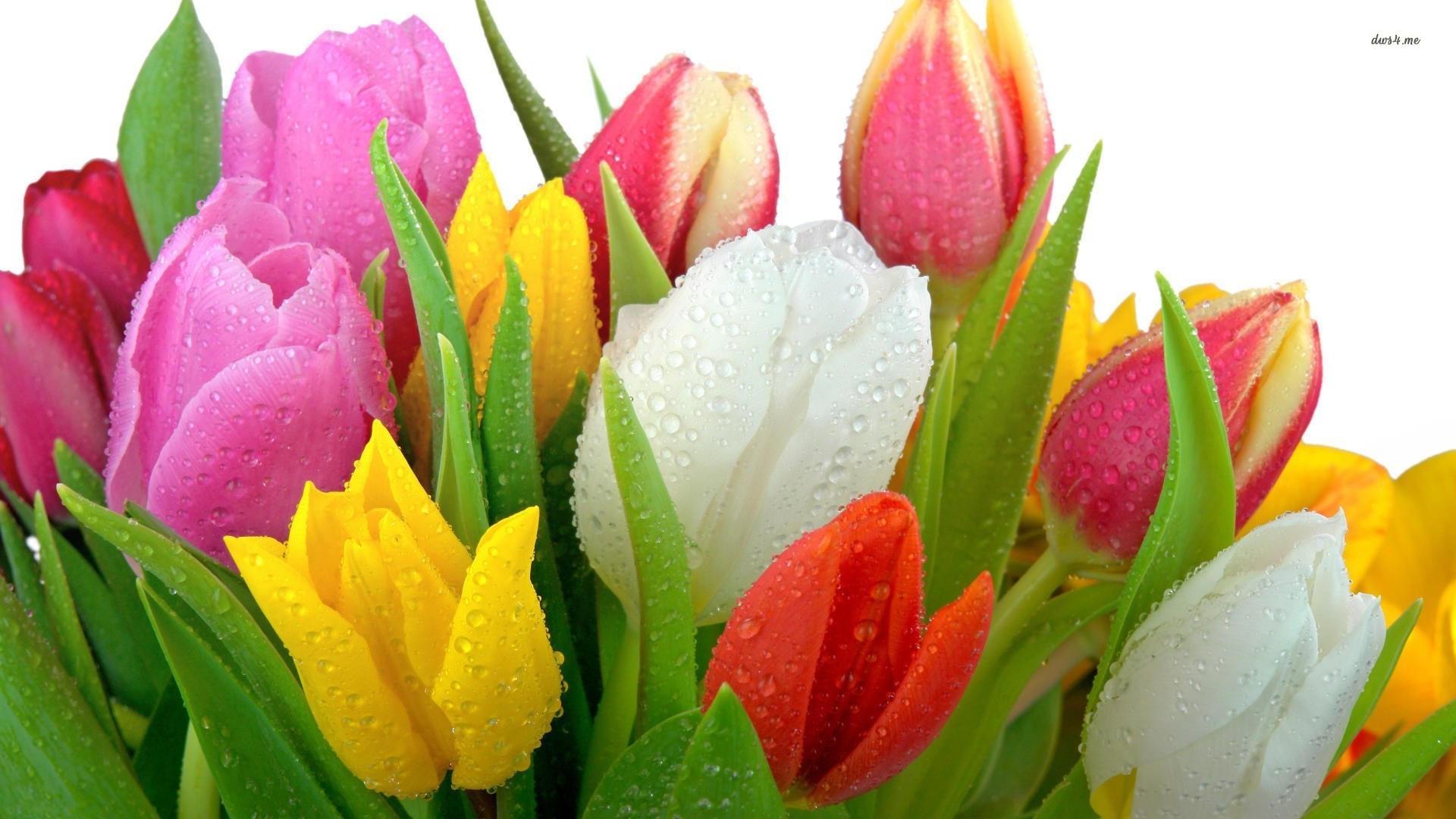 Multicolor Tulip Bouquet Wallpaper Flower Image