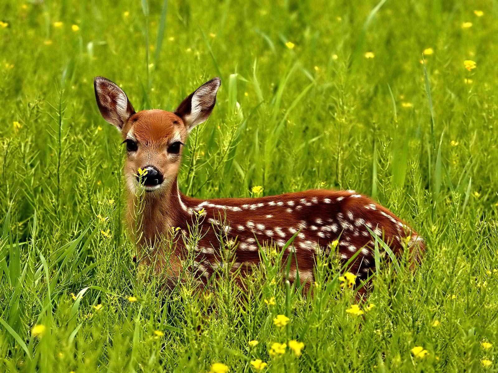 Best And Cute Deer Pictures 25dip