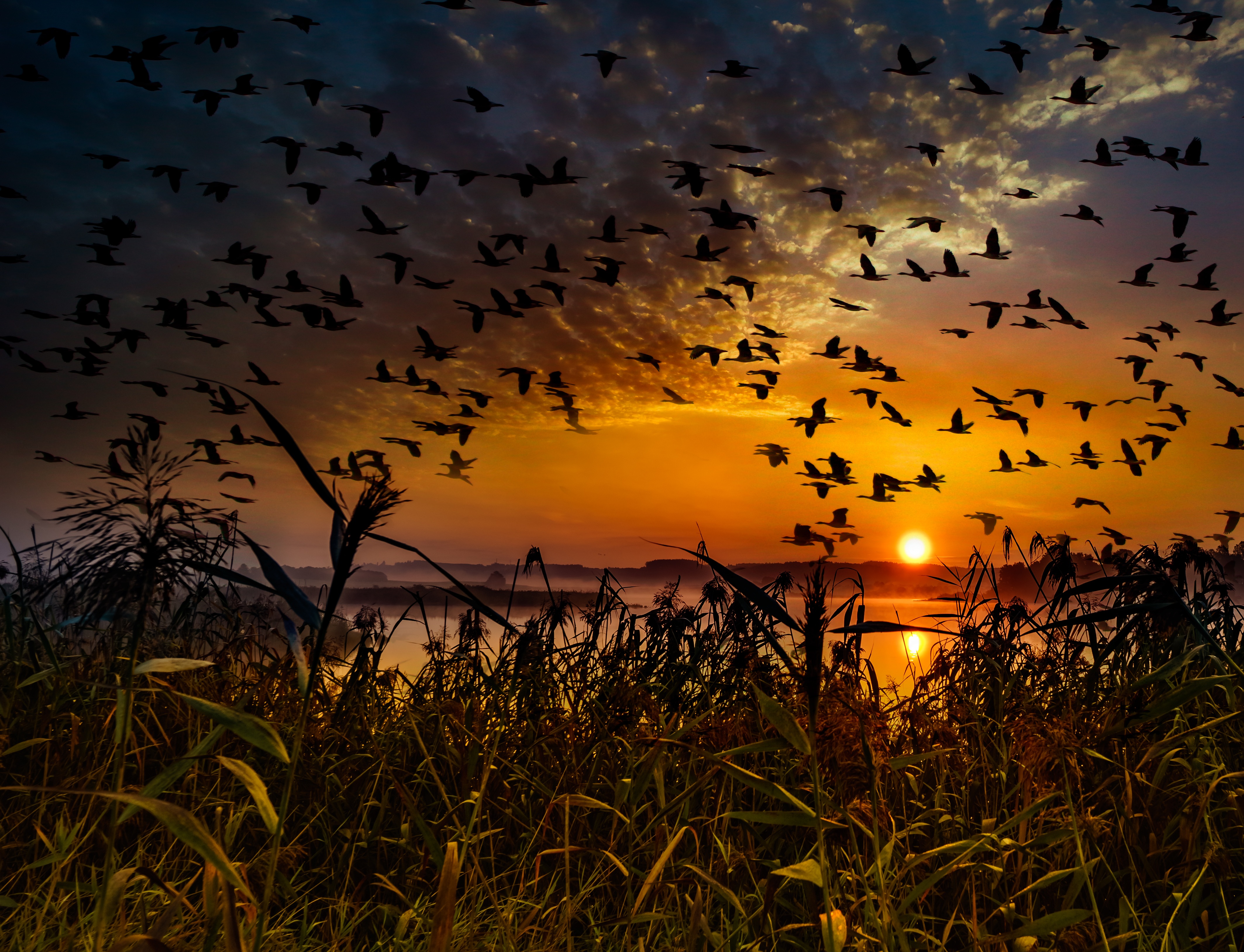 Flock Of Birds Flying At Dawn Time HD 4k Wallpaper Image Photos And