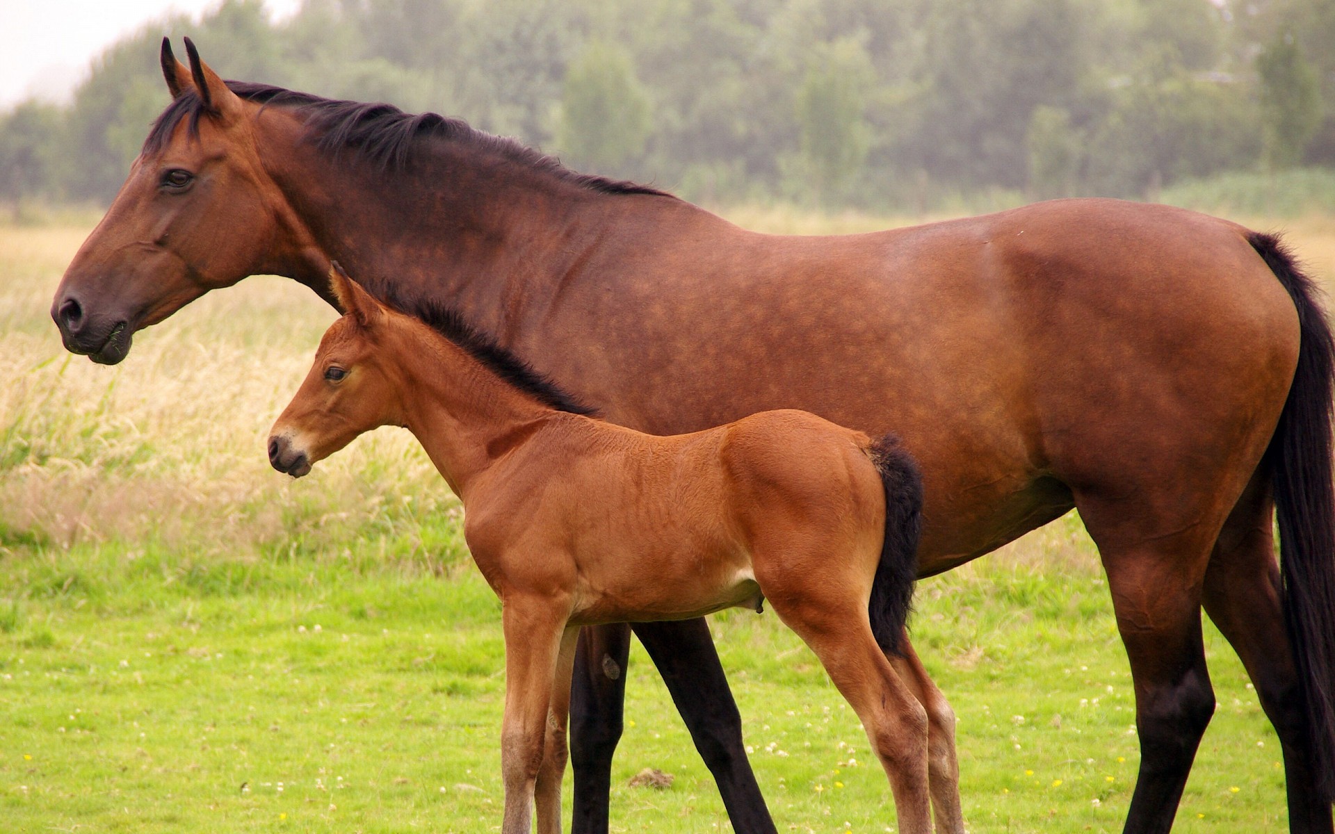 Horse And A Foal Wallpaper Nature