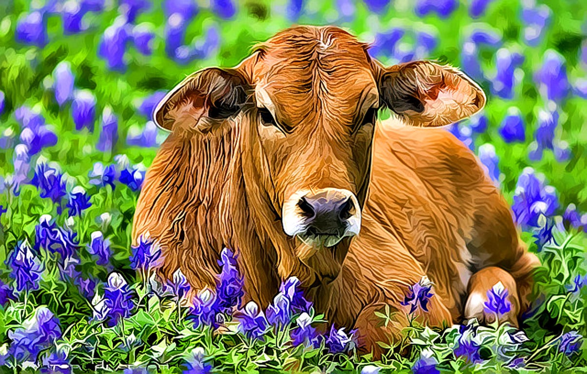 Free download Beautiful Cow HD Photo 3 PhotosJunction [1205x768] for ...