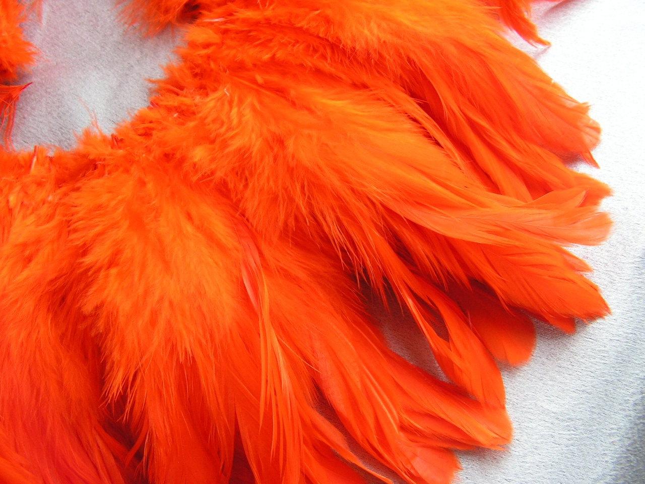 Bright orange feathers HQ WALLPAPER   119525