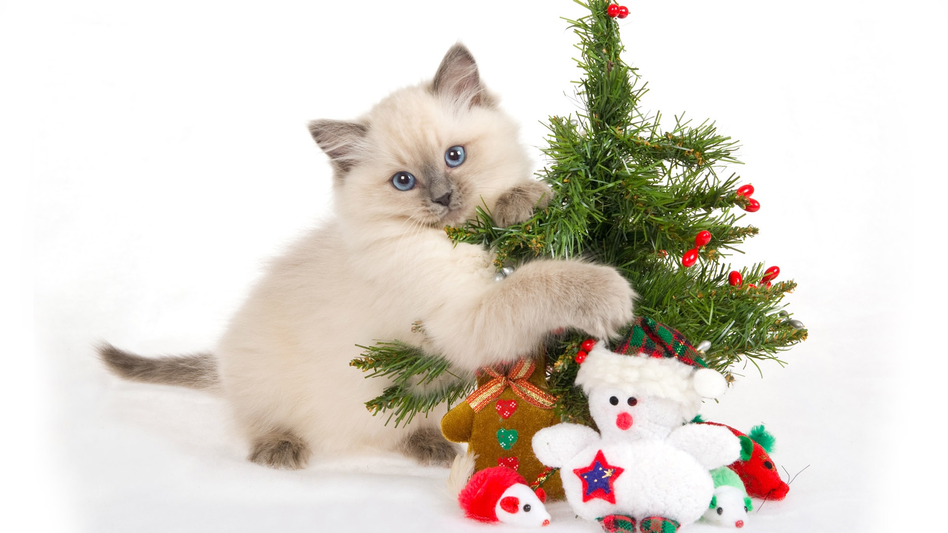 Cat With Christmas Tree Desktop Pc And Mac Wallpaper
