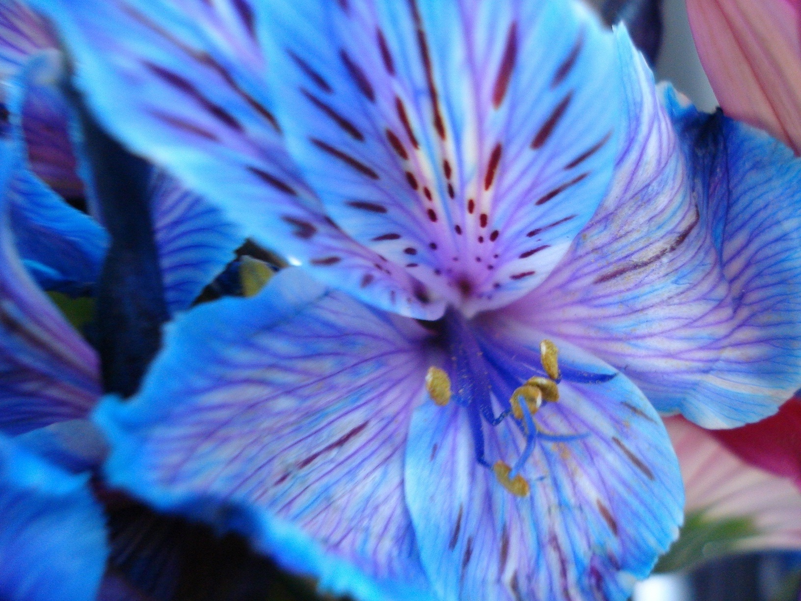 🔥 Free download Blue Flower [1632x1224] for your Desktop, Mobile
