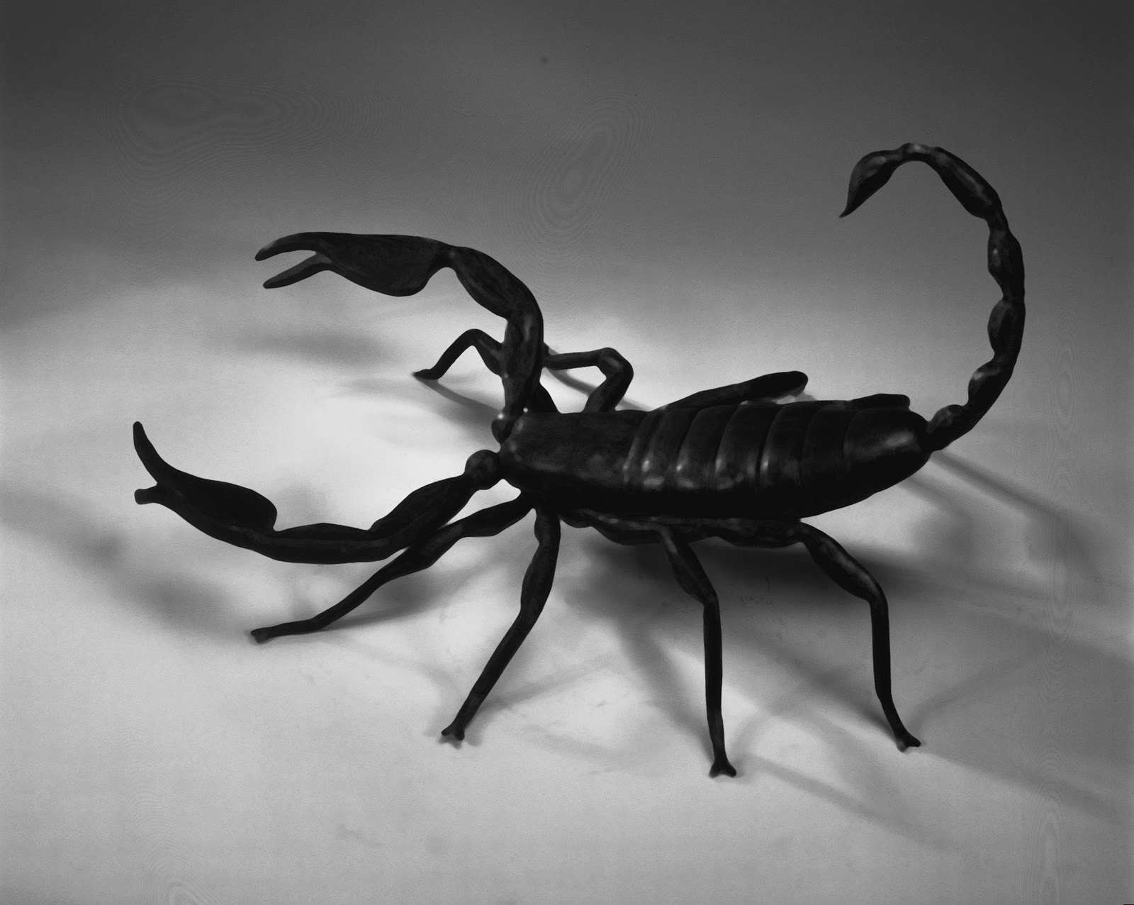 Scorpion Wallpaper