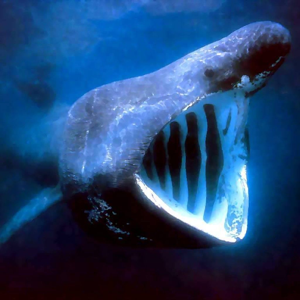 Beluga Whale Wallpaper Or White Delphinapterus Leucas Is
