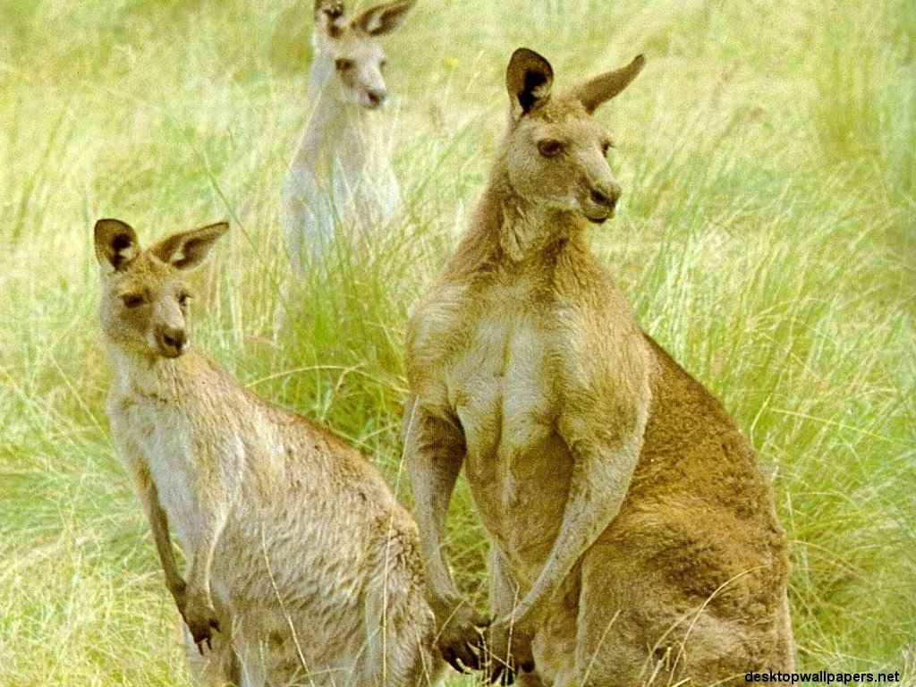 Kangaroo Wallpaper Pack Red Kangaroos Pictures Baby