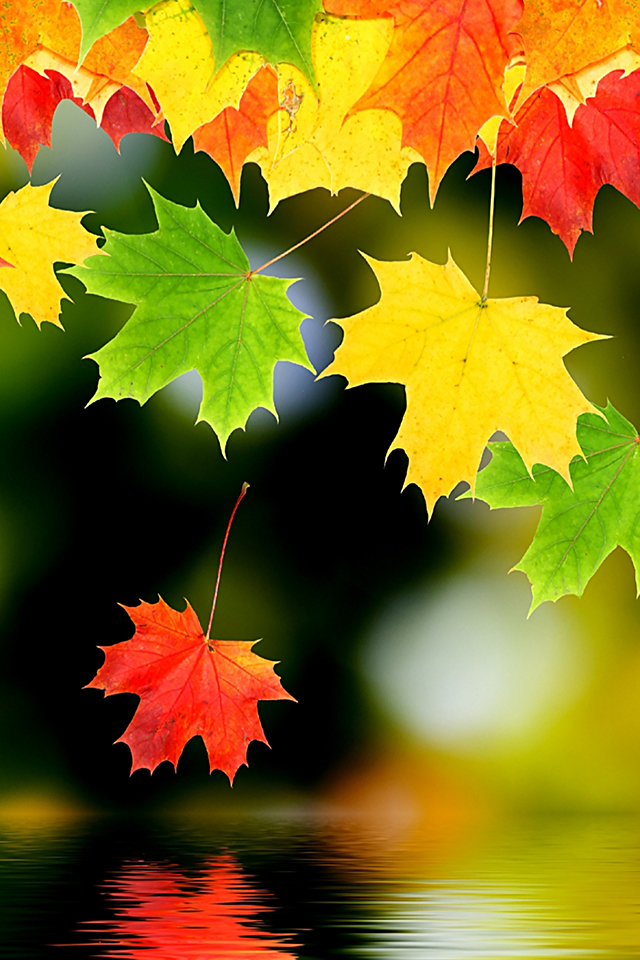 Free download Autumn Leaf iPhone Wallpaper HD [640x960] for your Desktop,  Mobile & Tablet | Explore 42+ Autumn Leaves HD Wallpapers | Autumn Leaves  Background, Wallpaper Leaves, Autumn Leaves Wallpaper