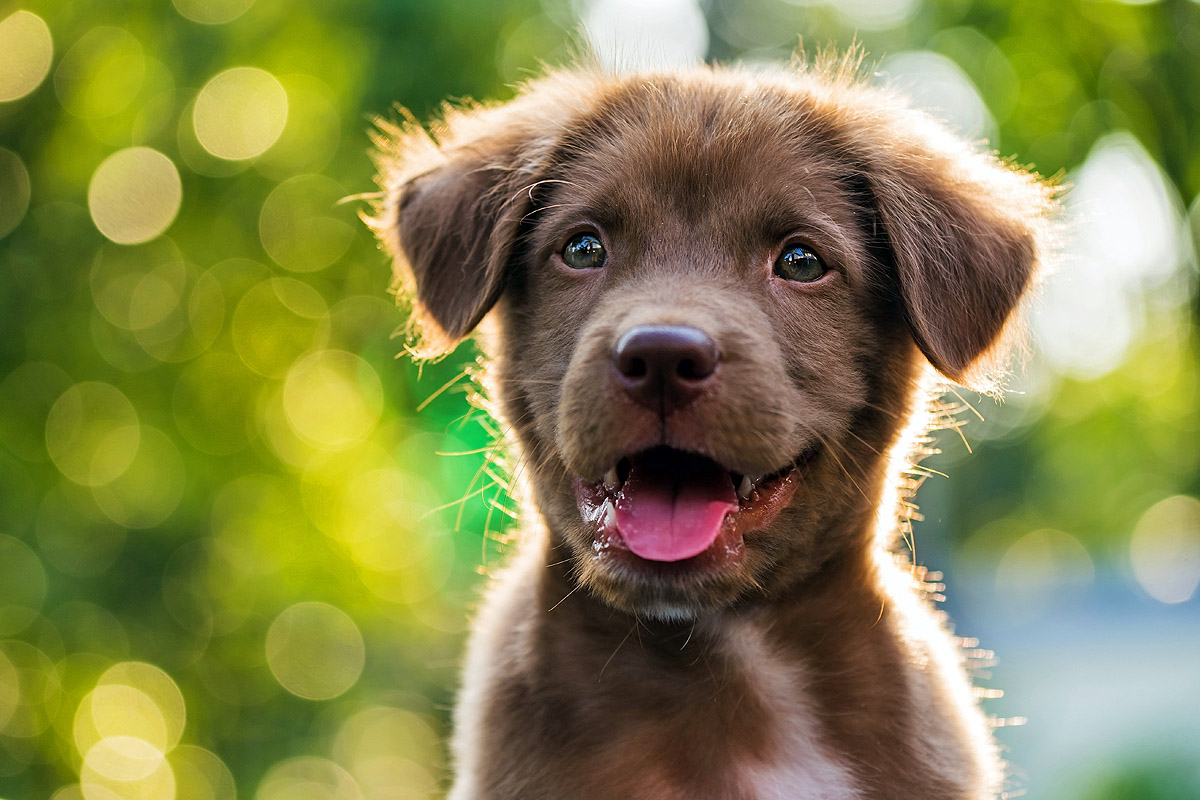 Puppy Hour Wallpaper