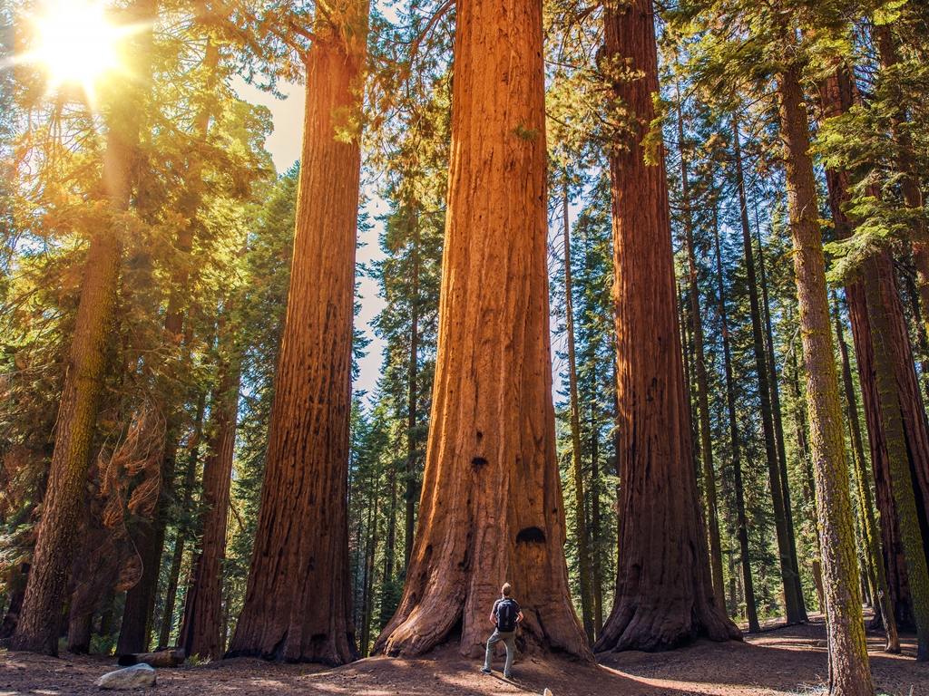Sequoia And Kings Canyon National Park Rv Destination