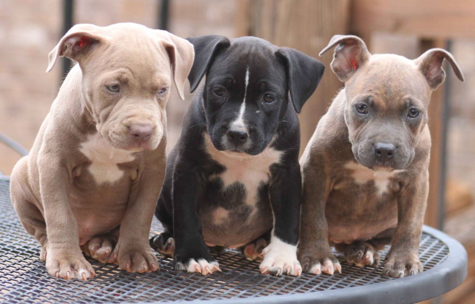 Pics Photos Cute Pitbull Puppies WallpaperHD Dog