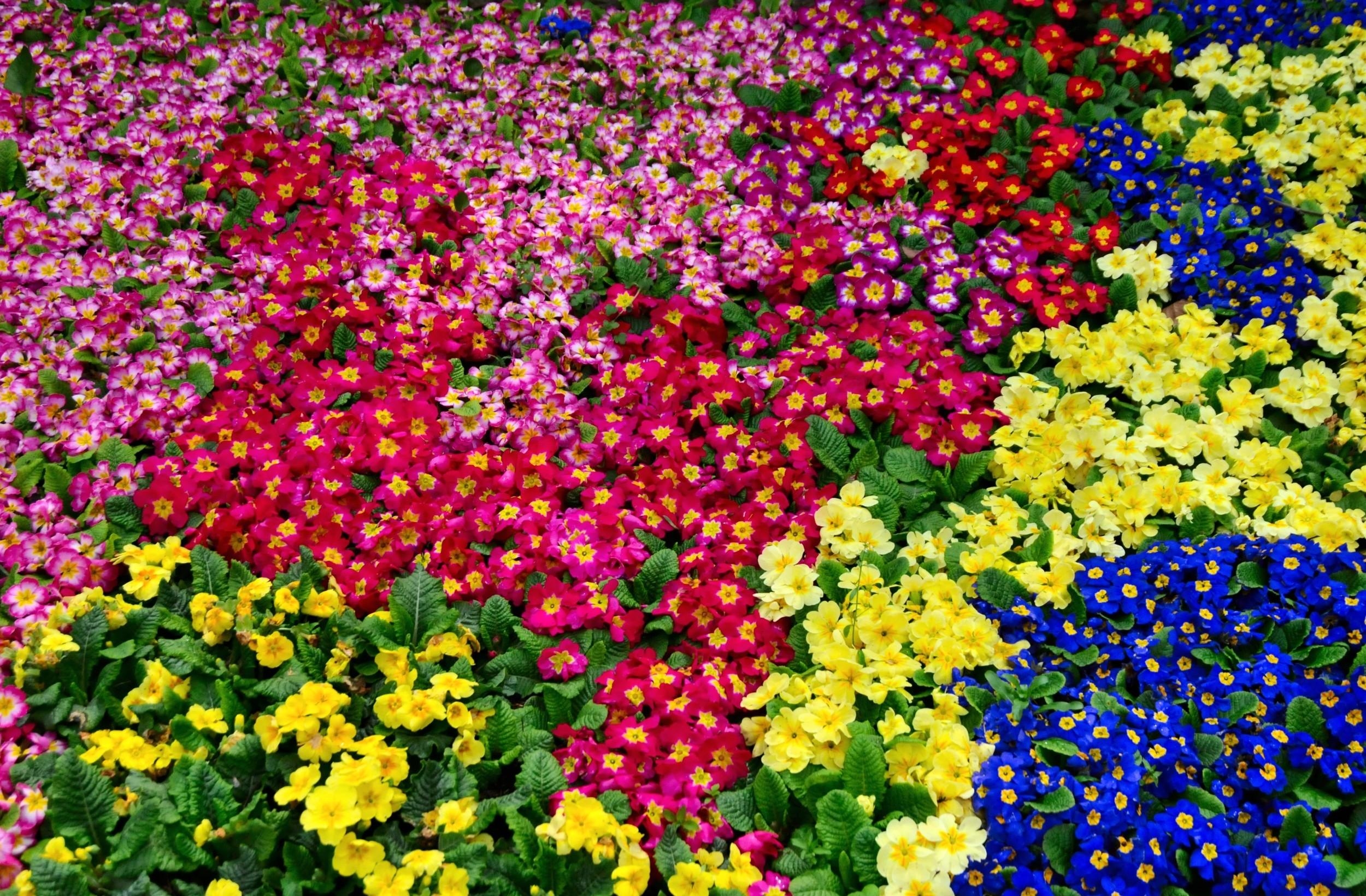 Primrose Flowers Bright Colorful Many Stock Photos Image