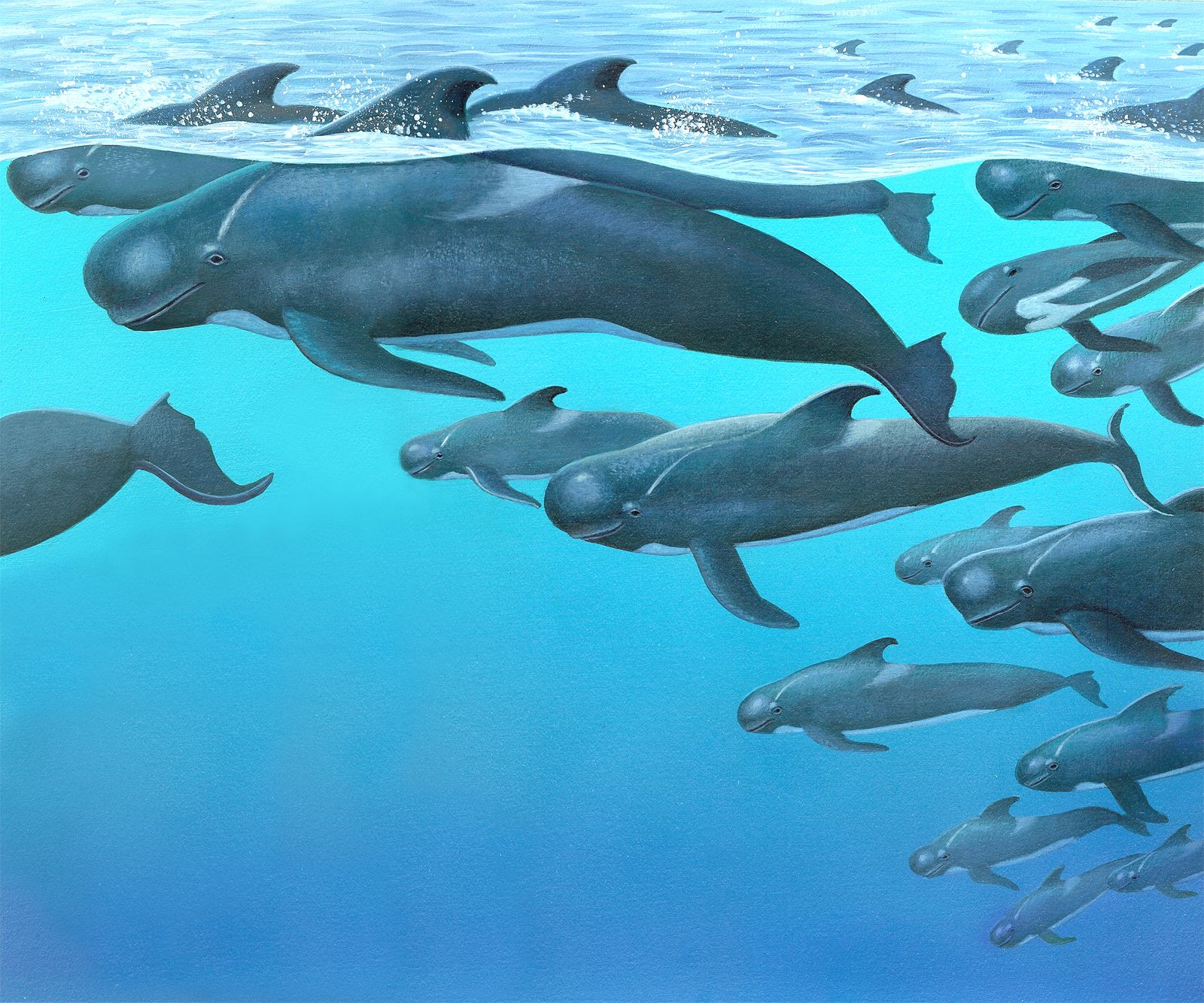 Pilot Whales Whale World Photo Leonard Mermaid Wallpaper