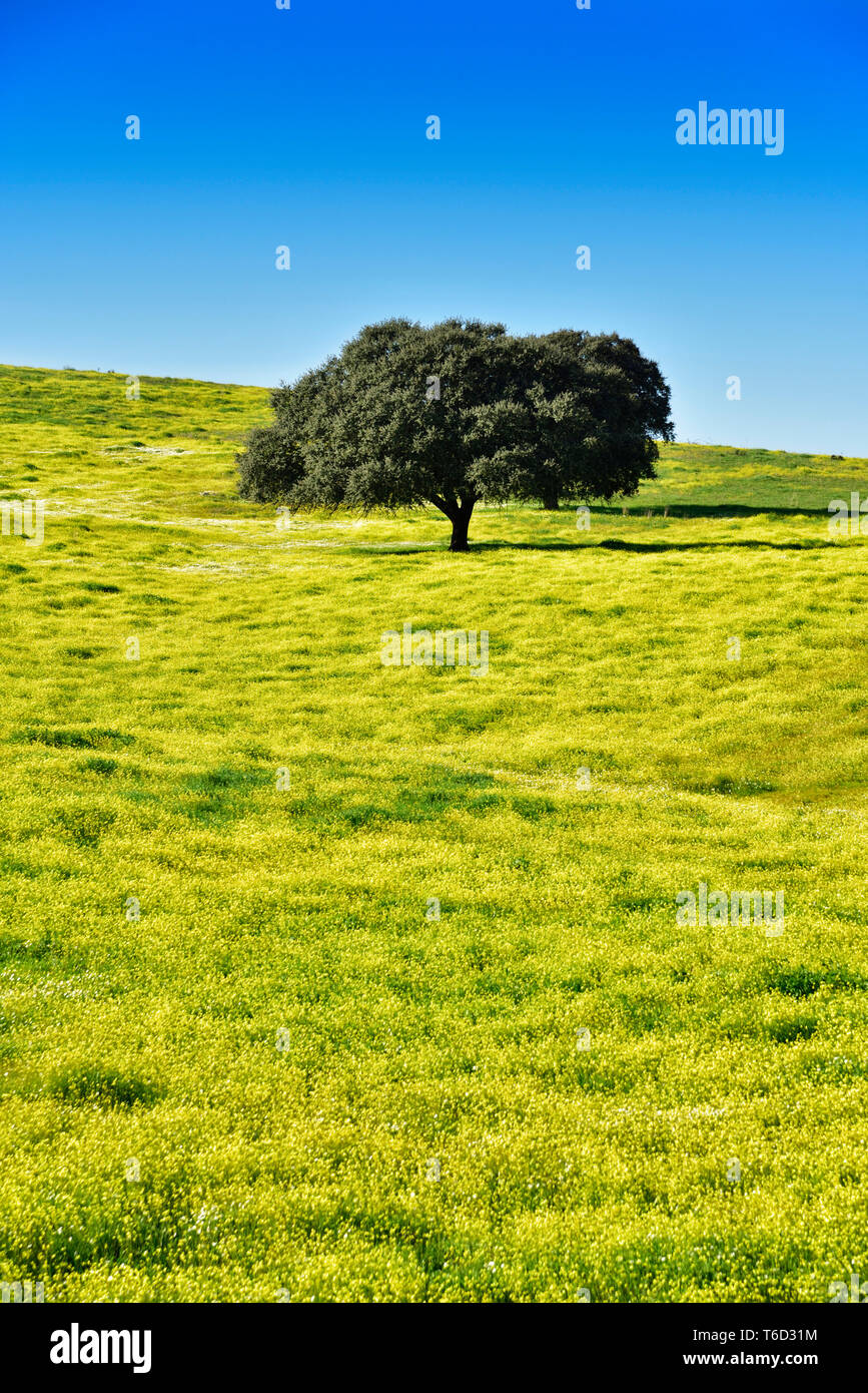 Holm Oak In The Vast Plains Of Alentejo Portugal Stock Photo