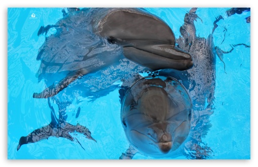 Dolphin HD Desktop Wallpaper Widescreen High Definition