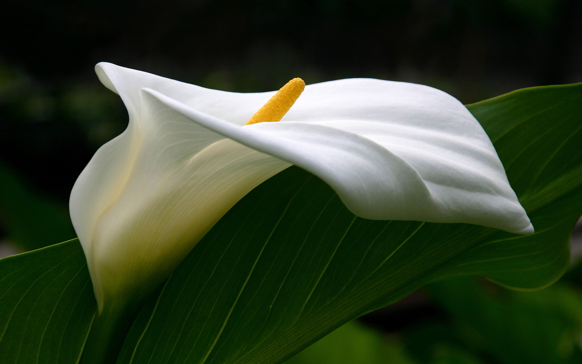 White Calla Lilies Wallpaper Pin It
