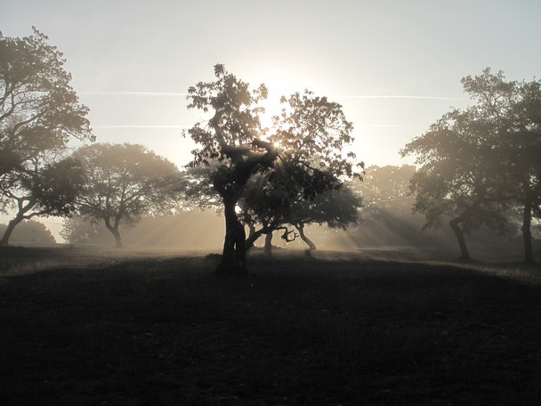 Misty Morning In The Texas Hill Country National Geographic Photo