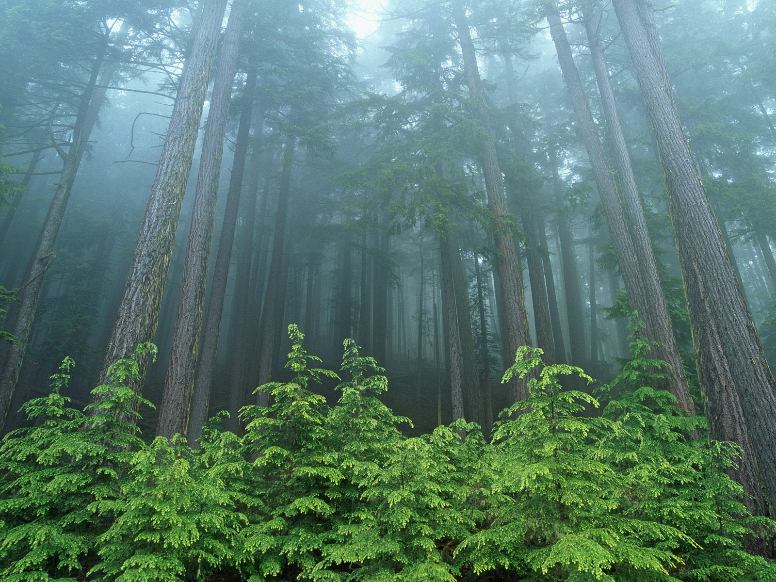 Evergreen Forest Olympic National Park Washington Nature Wallpaper