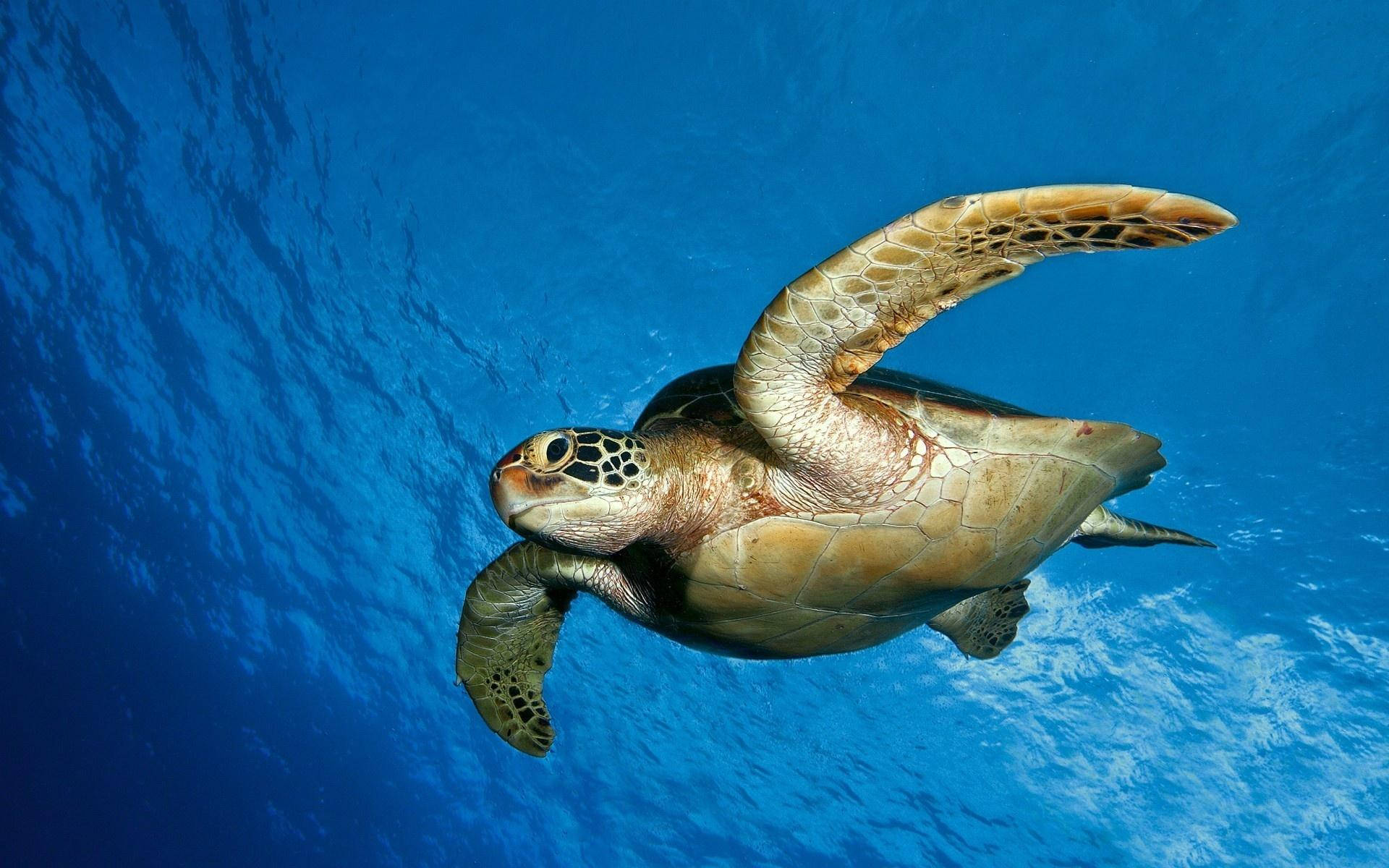 Cute Turtle Wallpaper