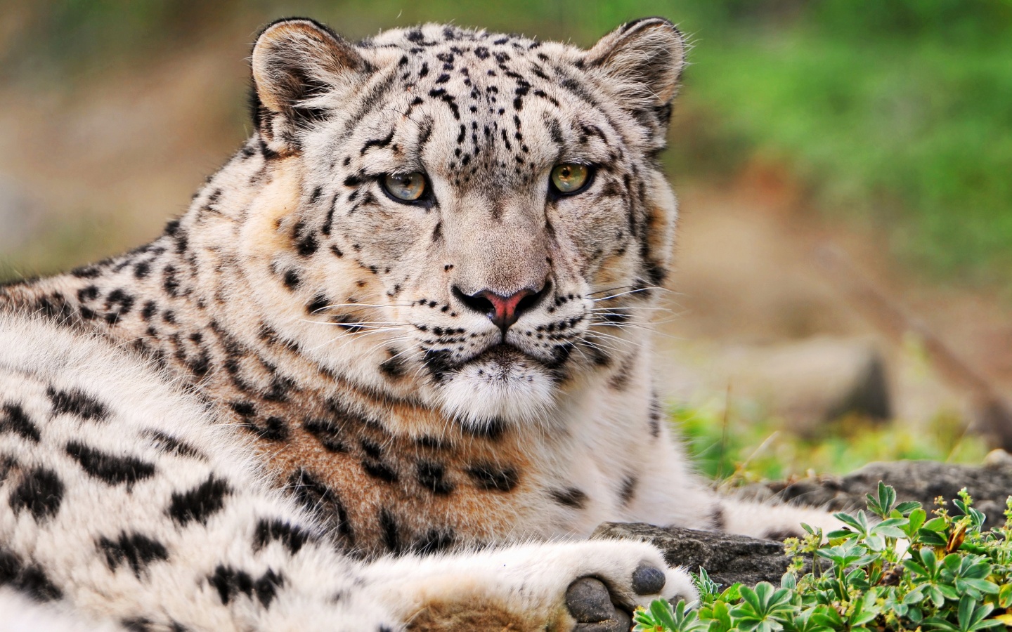 White Snow Leopard Wallpapers HD Wallpapers 1440x900