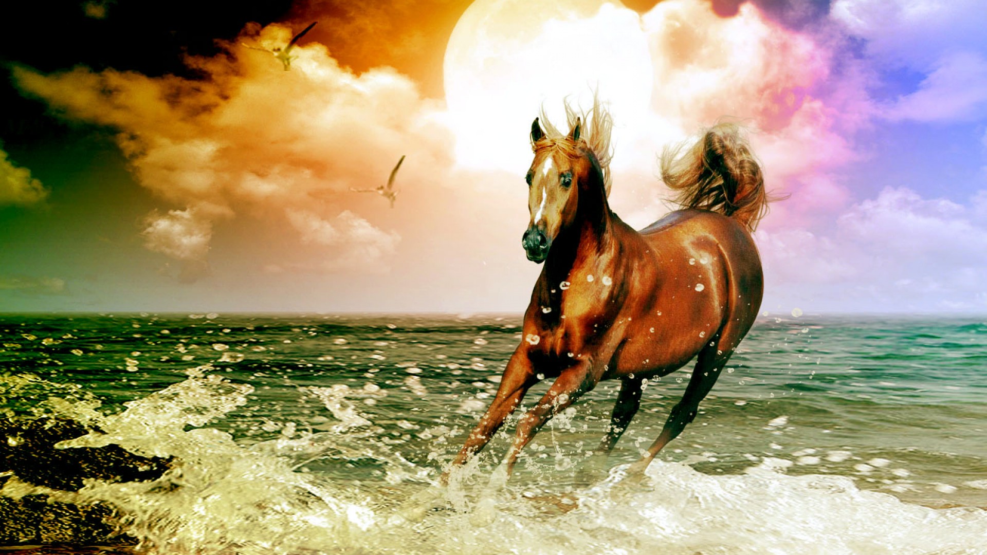 Arabian Horse Beach Desktop Wallpaper In High Resolution For
