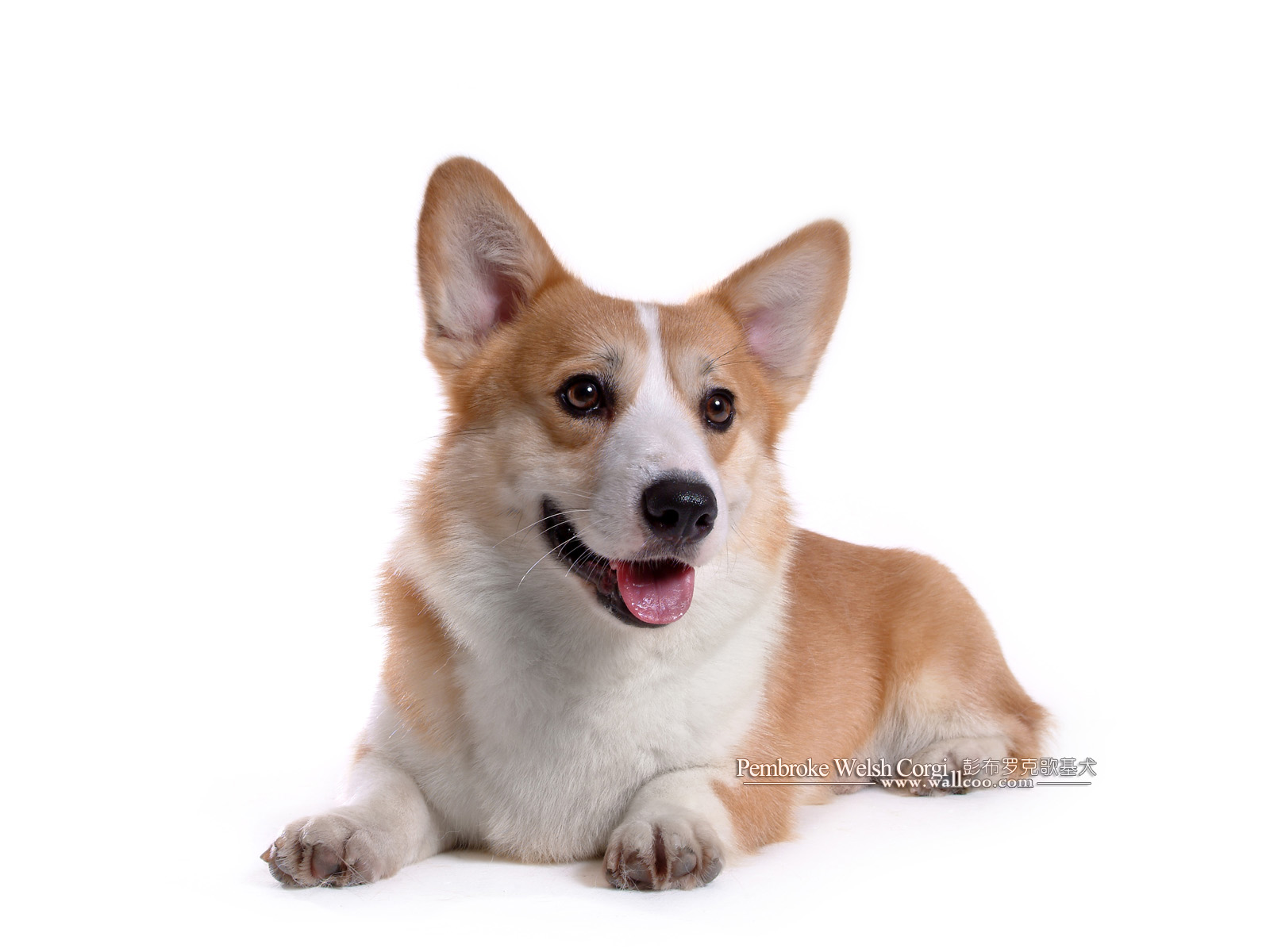 Pembroke Welsh Corgi Dogs And Puppies