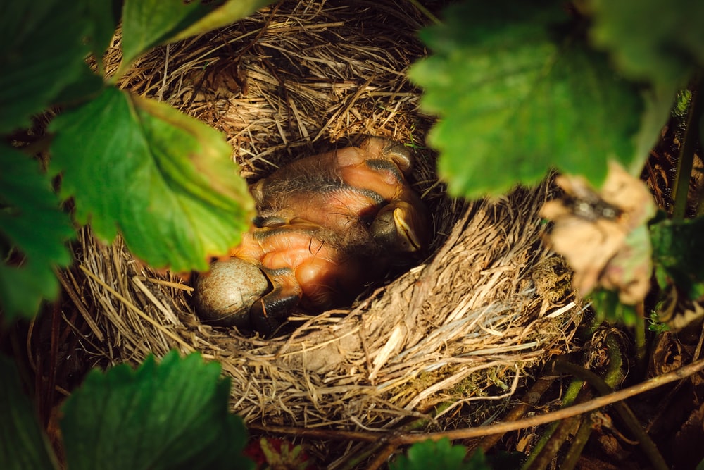 Three Black And Brown Birds In Nest Photo Image