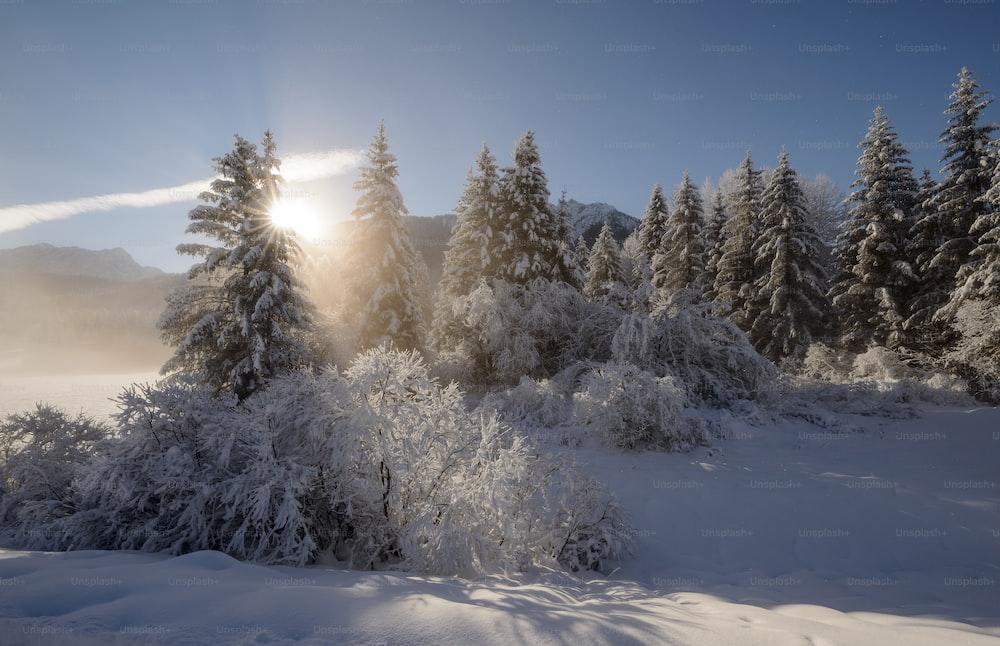 The sun is shining through the trees in the snow photo Nature