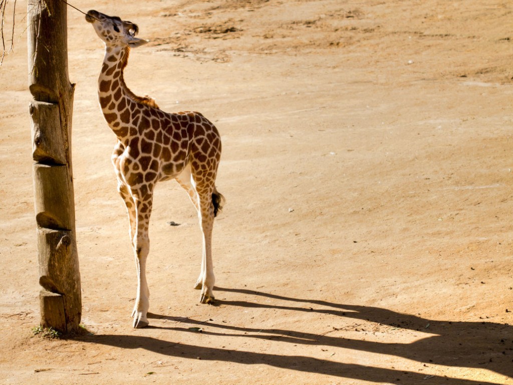 Baby Giraffe Wallpaper HD