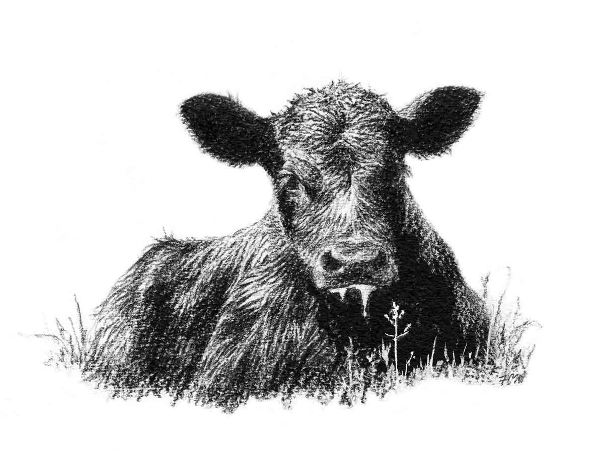 Angus Calf Farm Animal Paintings Cow Art Painting