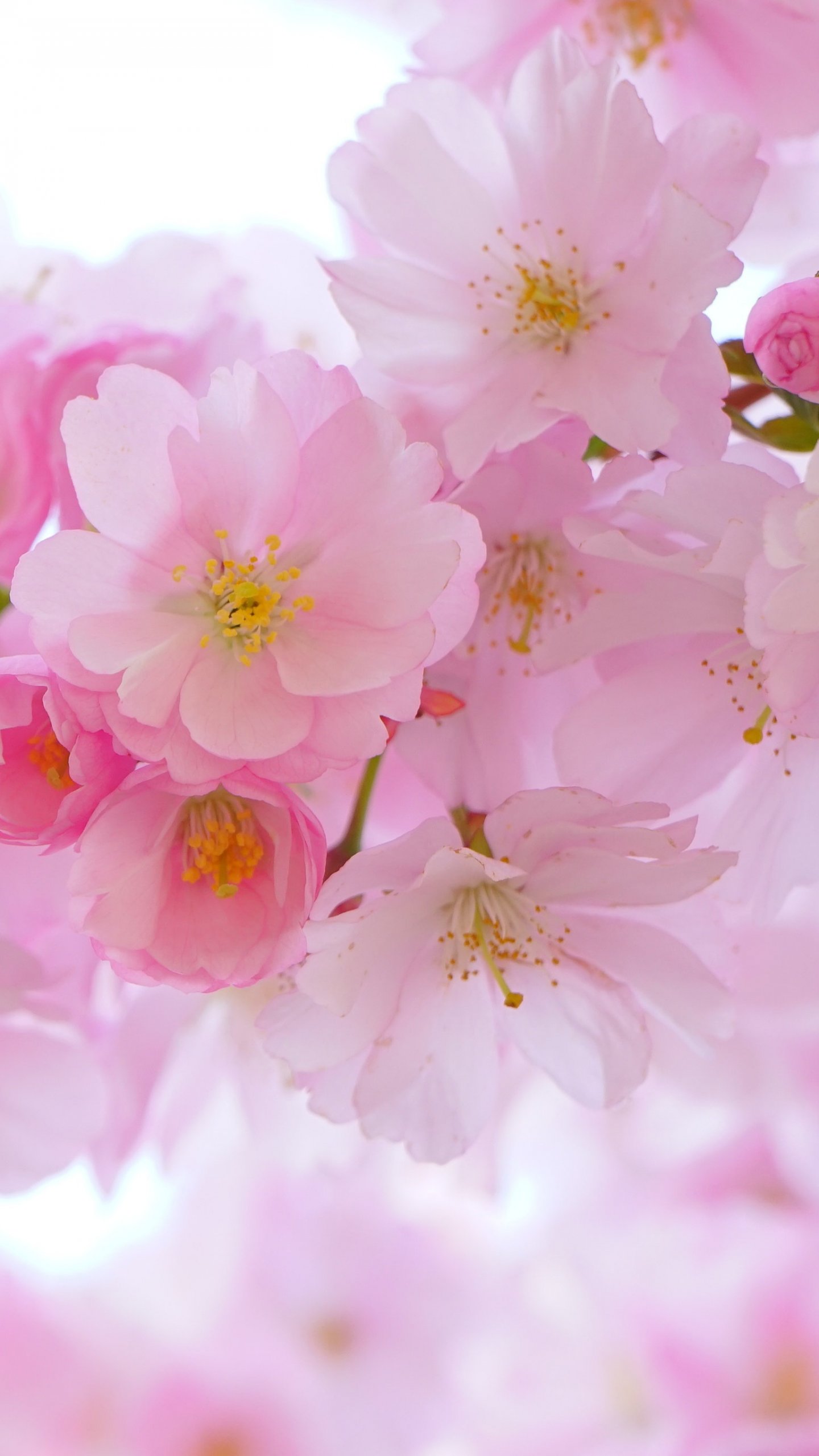 Cherry Blossom Wallpaper   iPhone Android Desktop Backgrounds