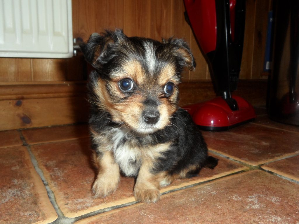 Chorkie Dog Breed Information And Pictures Dogs Usa