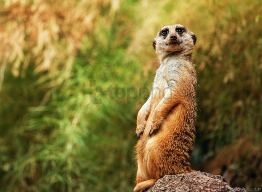 Funny Meerkat Sitting Wallpaper Background Best Stock Photos