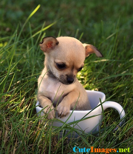 Teacup Chihuahua Named Jackson Cute Dogs Dog Pictures
