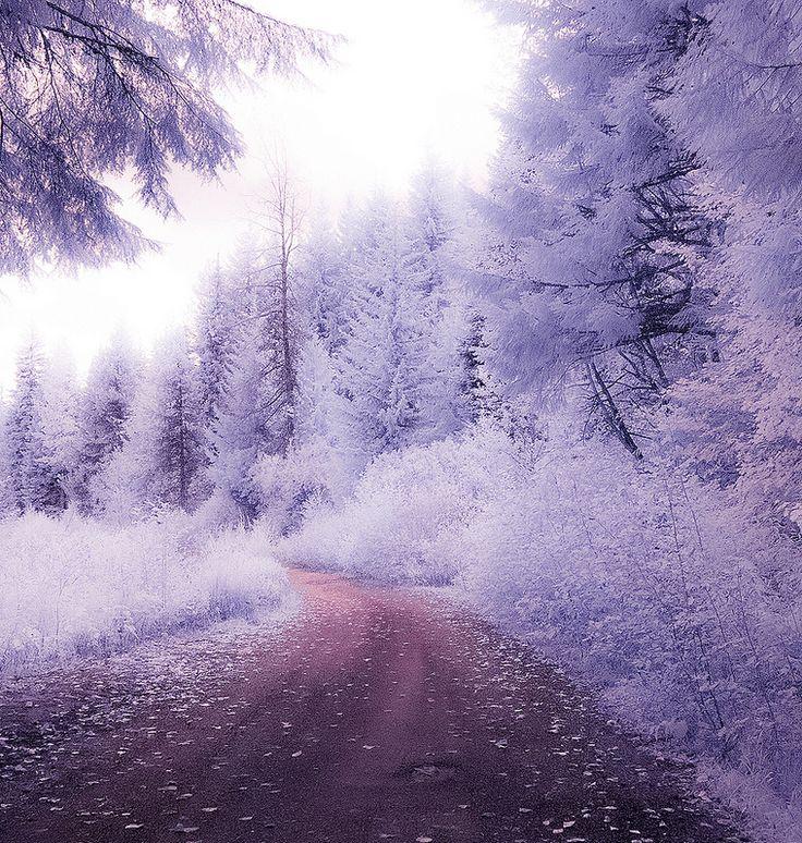 Lavender Road Beautiful Nature Winter Scenery Aesthetic