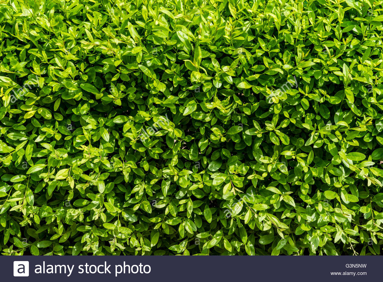 Excellent Green Leaf Vegetation Background Scene Natural Candid