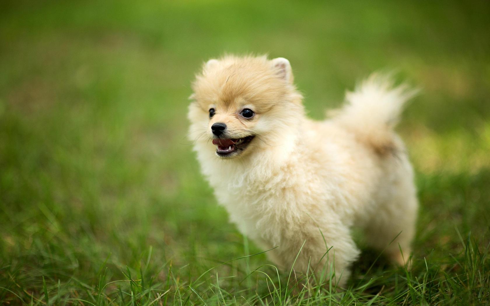 Pomeranian Dog High Quality And Resolution Wallpaper On