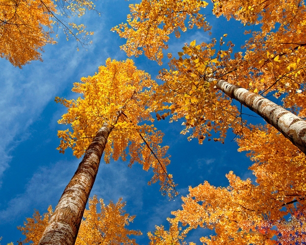 Autumn Wallpaper Desktop