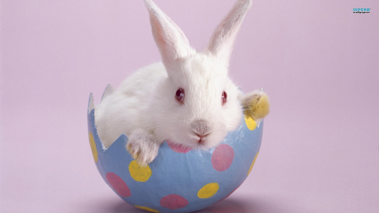 Easter Bunny Wallpapers Funny and cute Easter bunny Pictures Images