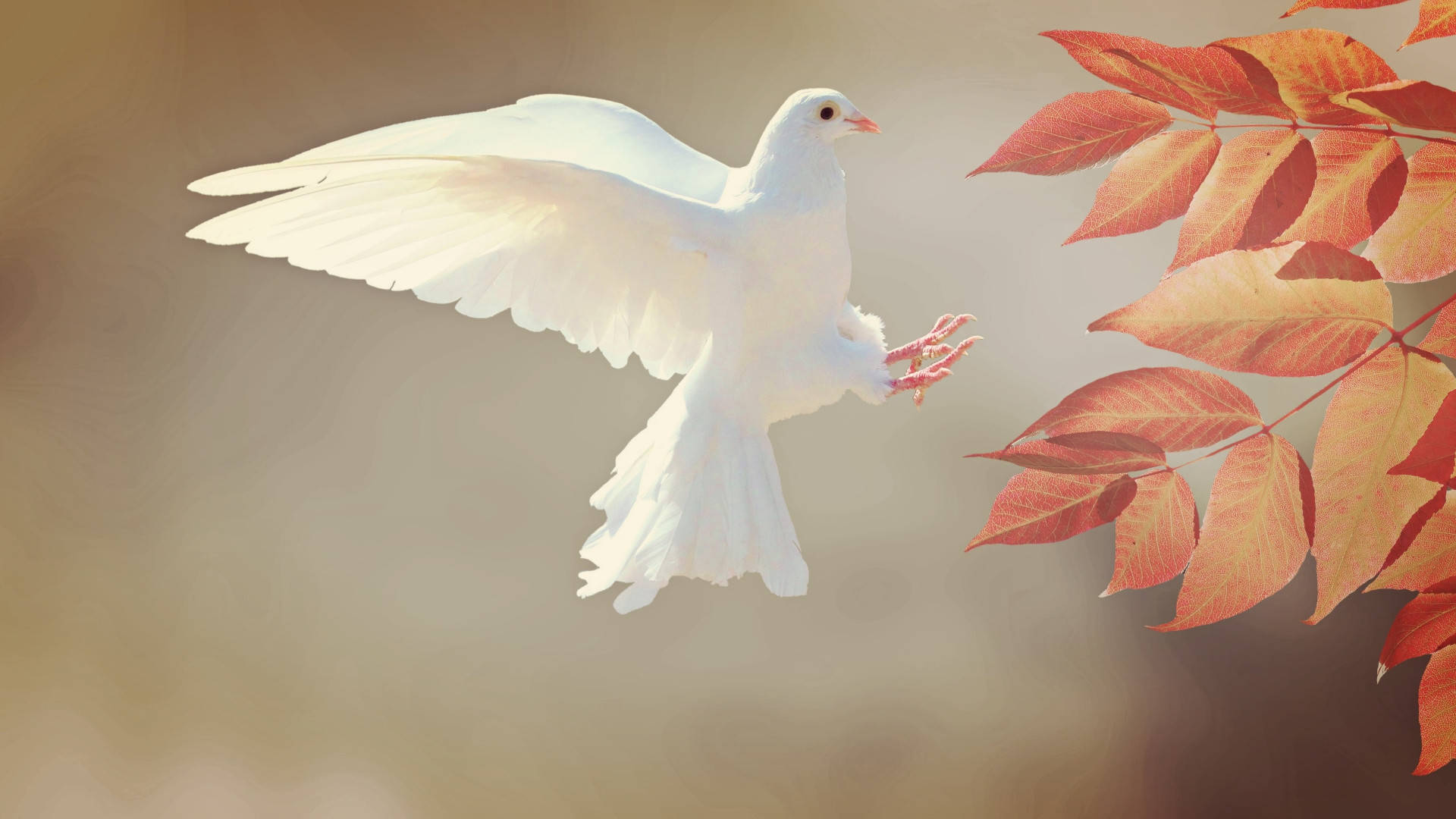Flying White Dove In Autumn Z791lvykhpyyttx6 Wallpaper