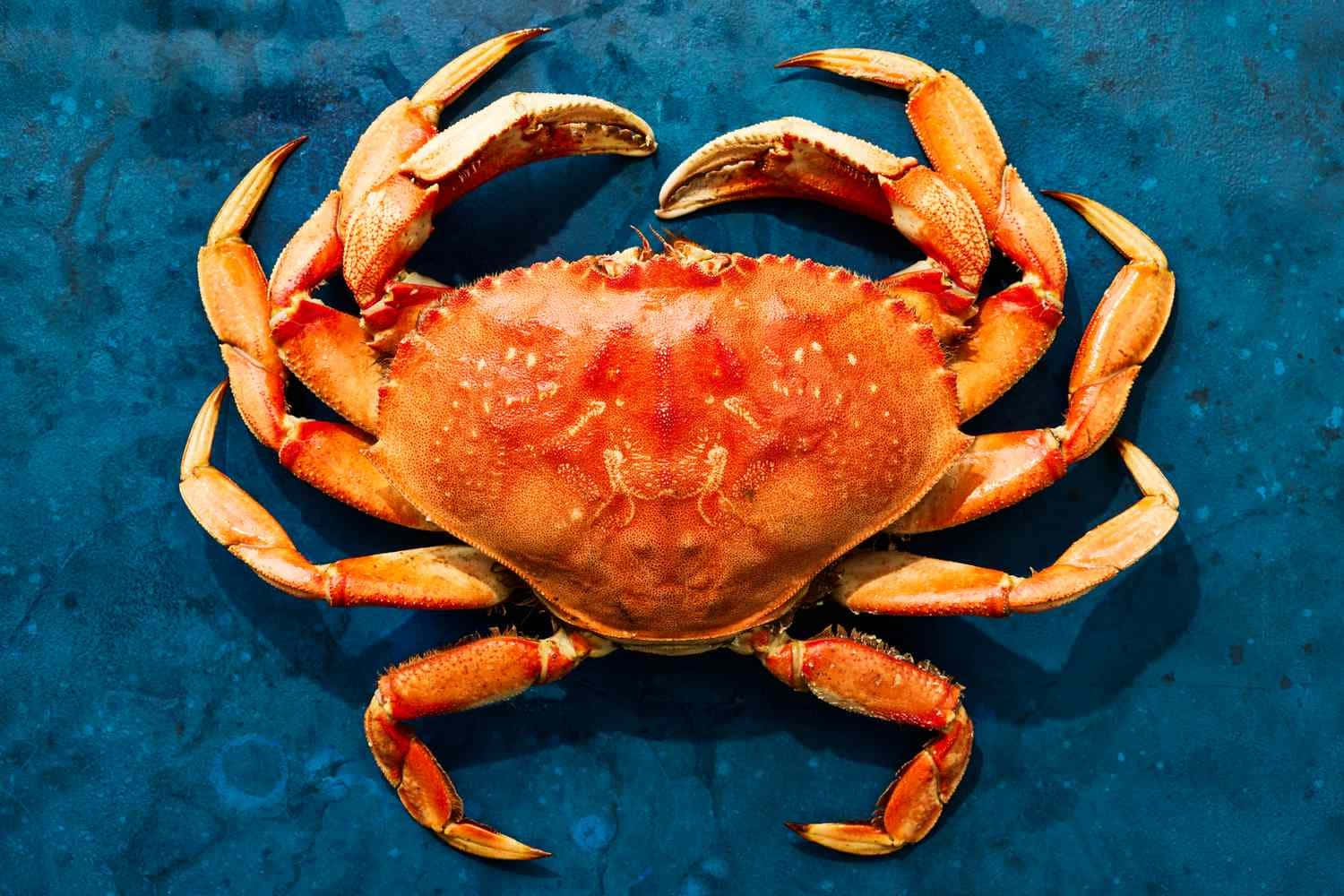 Dungeness Crabon Blue Wallpaper