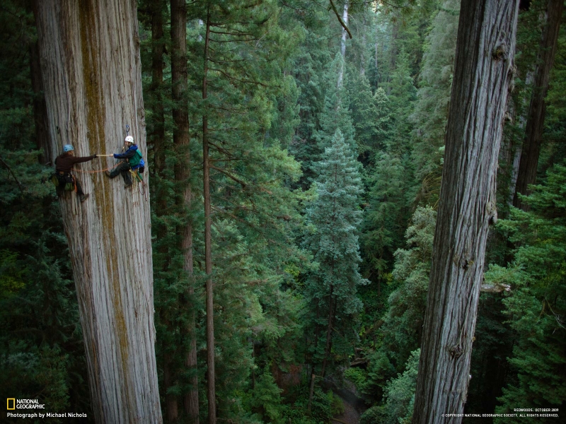 Redwood Trees Wallpaper Tree