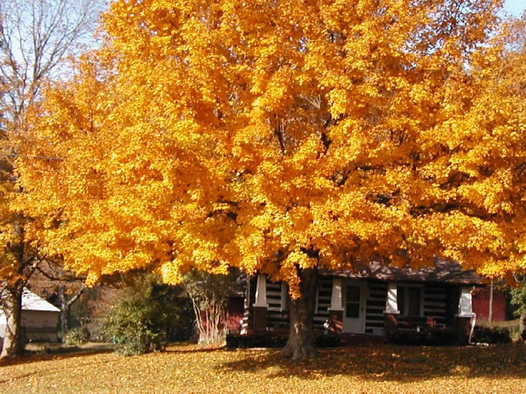 Autumn In Indiana