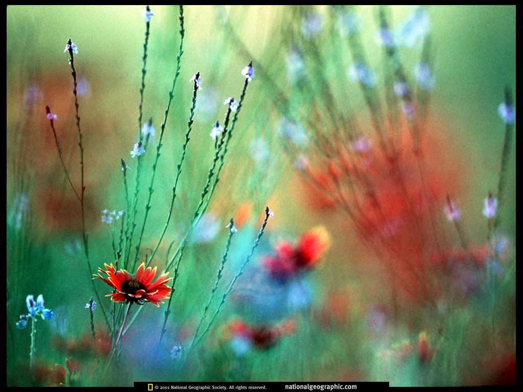 Texas Texas Wildflowers 1999 Photo of the Day Picture Photography