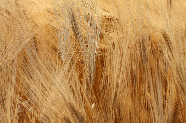 Free download Wheat Wall Mural Contemporary Wallpaper by Murals Your