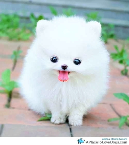 Cute Puppy Teacup Pomeranian Pc Android iPhone And iPad Wallpaper